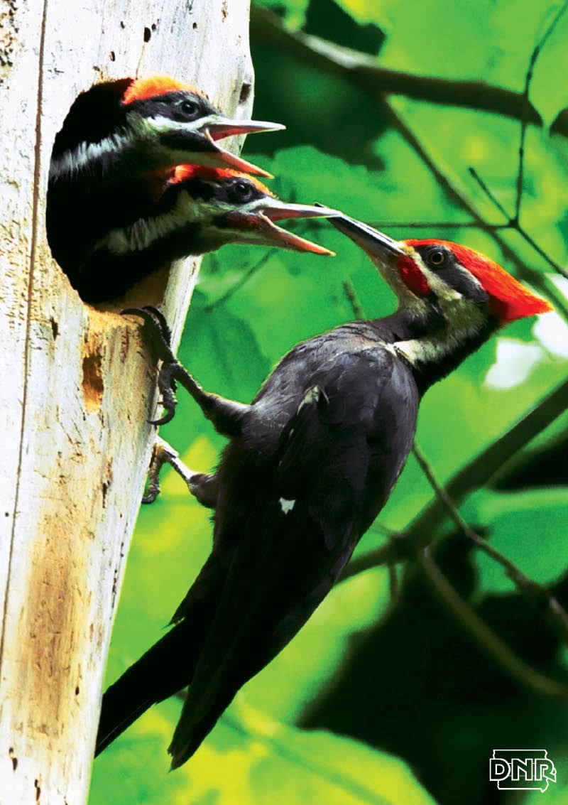 Pileated woodpeckers | Iowa DNR